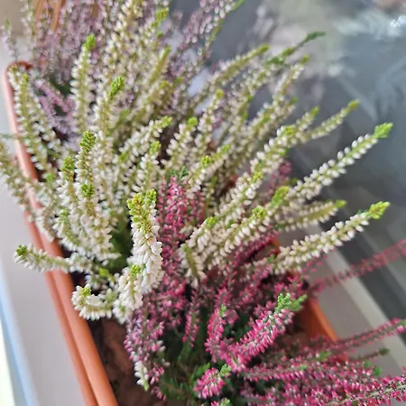 Zoeld Terasz Vendeghaz إيغيرسولوك